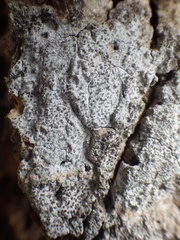 Lecanographa lyncea