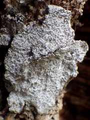 Lecanographa lyncea