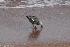Leucophaeus modestus