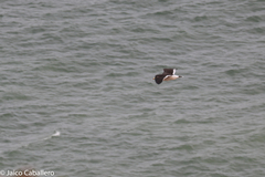 Larus belcheri