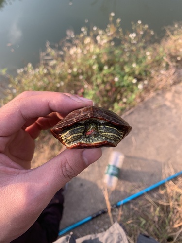 Pond Slider