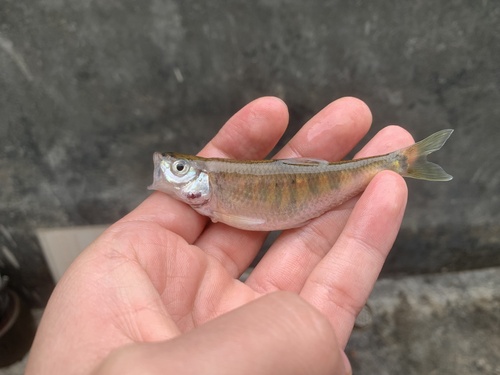 Longfin Horse-Mouth