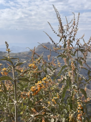 Buddleja polystachya