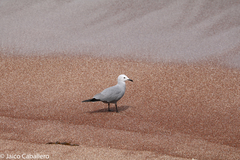 Leucophaeus modestus