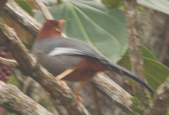 Pterorhinus treacheri