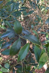 Ilex uraiensis, photograph (c) 如此甚好, some rights reserved (CC BY)