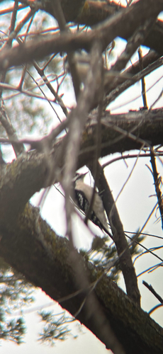 Downy Woodpecker