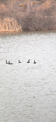Double-crested Cormorant