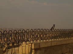 Corvus cornix