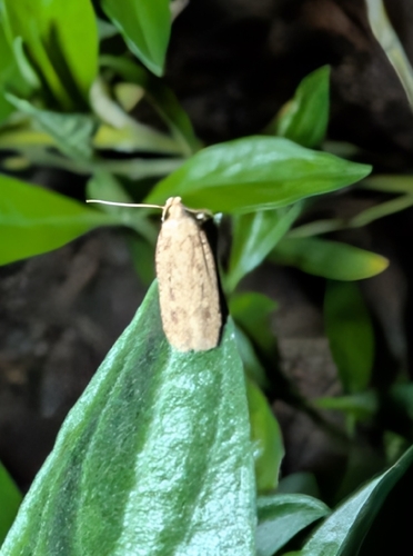 Cotton stem moth photo 4