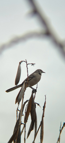 Northern Mockingbird