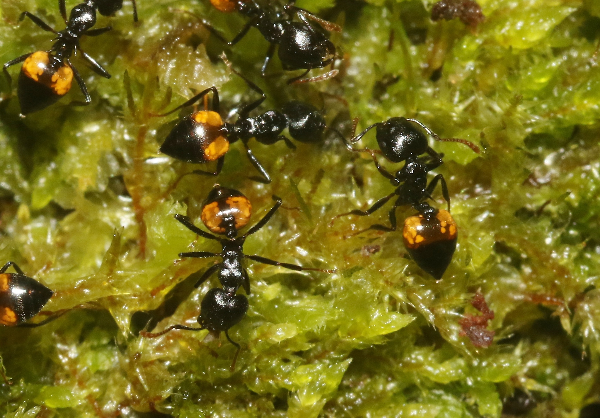 Crematogaster schencki