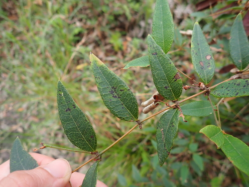 Handsome Flat Pea (Platylobium formosum)