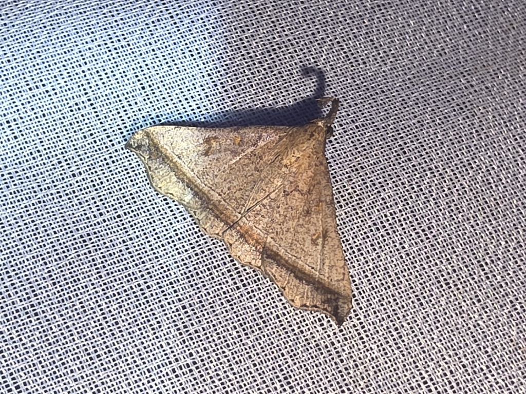 Salia semiothisa