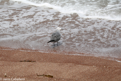 Leucophaeus modestus