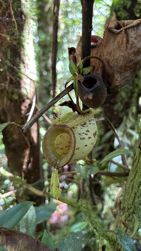 flask-shaped pitcher plant (Nepenthes ampullaria)