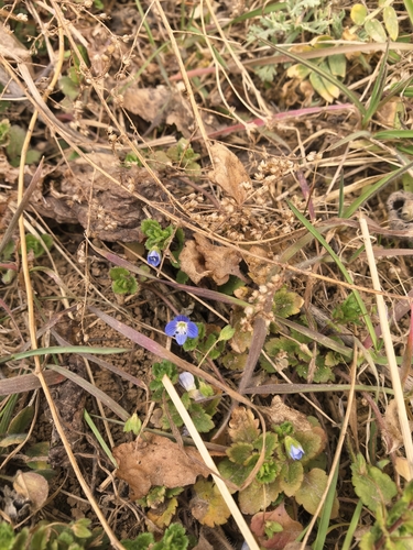 bird's-eye speedwell