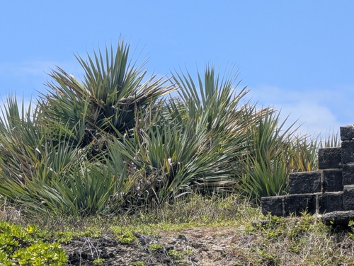 Common screwpine (Pandanus utilis)
