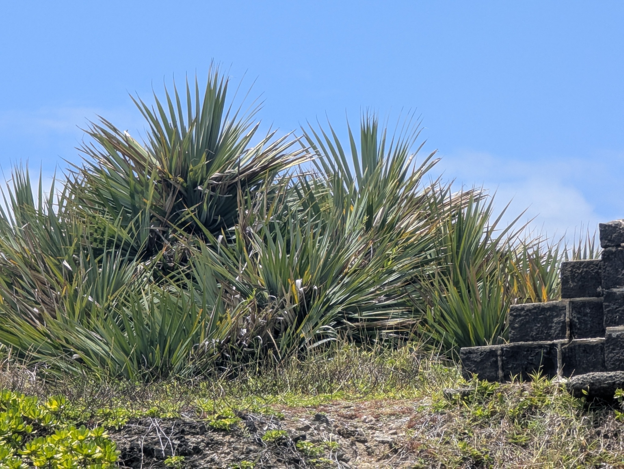 Common Screwpine (Pandanus utilis)