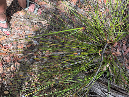 Semaphore Sedge (Mesomelaena tetragona)