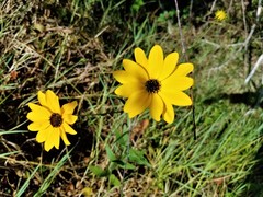 Helianthus agrestis