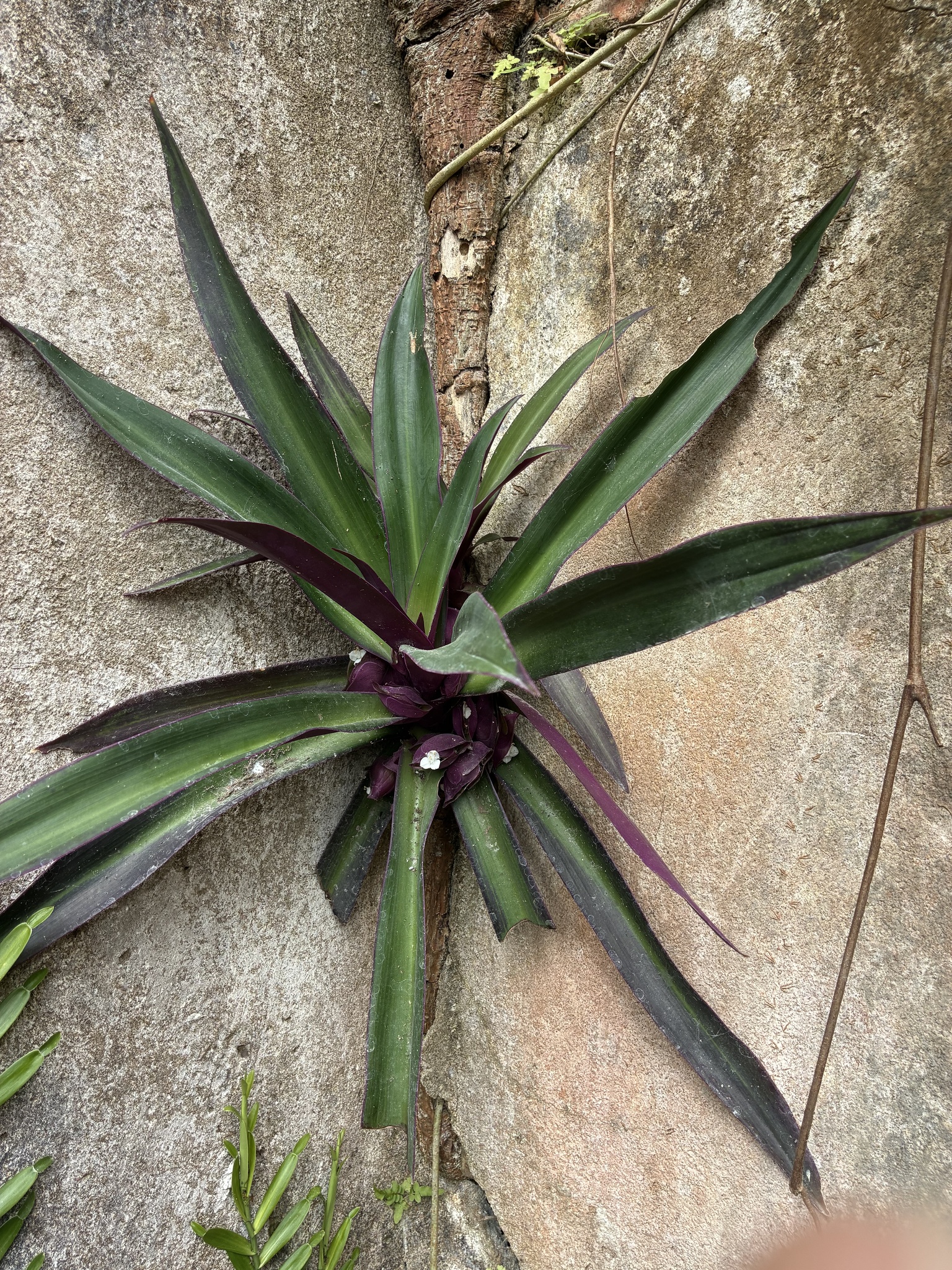 Tradescantia spathacea — ảnh 2
