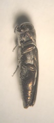 Agrilus addendus