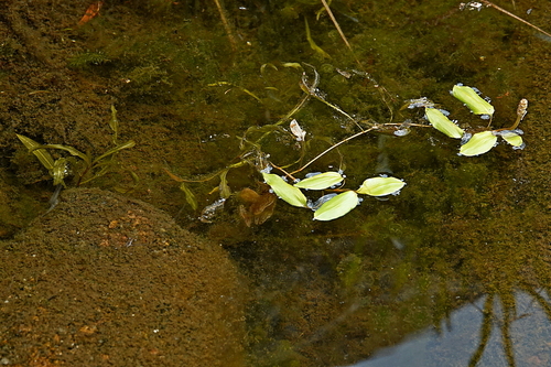 floating pondweed (Potamogeton sulcatus)