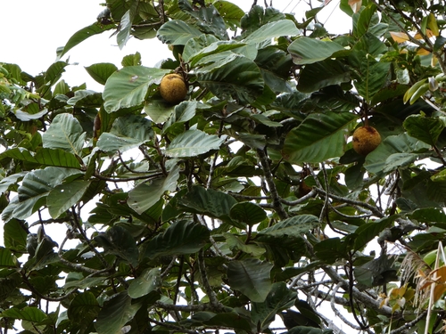 Artocarpus odoratissimus, photograph 1