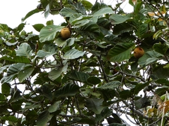 (c) Kai Squires, some rights reserved (CC BY) Artocarpus odoratissimus, photograph (c) Kai Squires, some rights reserved (CC BY)