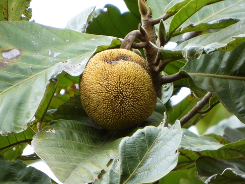 Marang (Artocarpus odoratissimus)