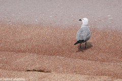 Leucophaeus modestus