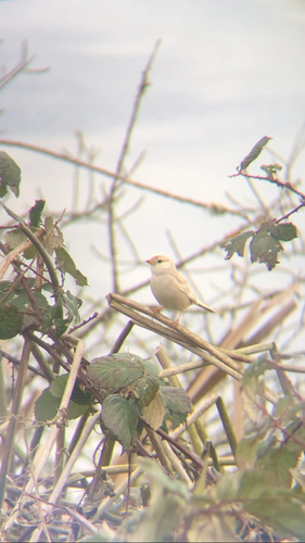 White-crowned Sparrow photographed in Kentucky