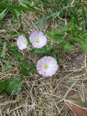 Convolvulus arvensis