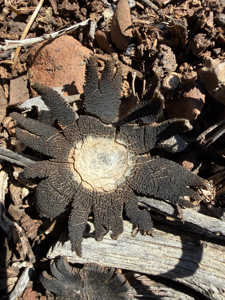 Astraeus morganii · February 2026 · photo: © mchief (iNaturalist, cc-by)