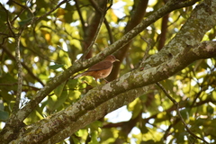 Turdus grayi