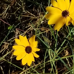 Helianthus agrestis