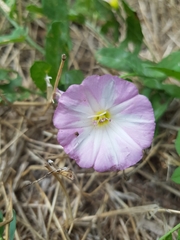 Convolvulus arvensis