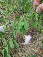 Convolvulus arvensis