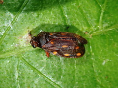 Ocoaxo septemnotatus