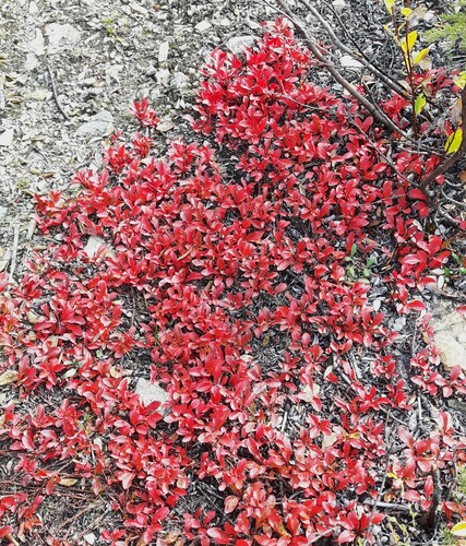 Red bearberry (Arctous rubra)
