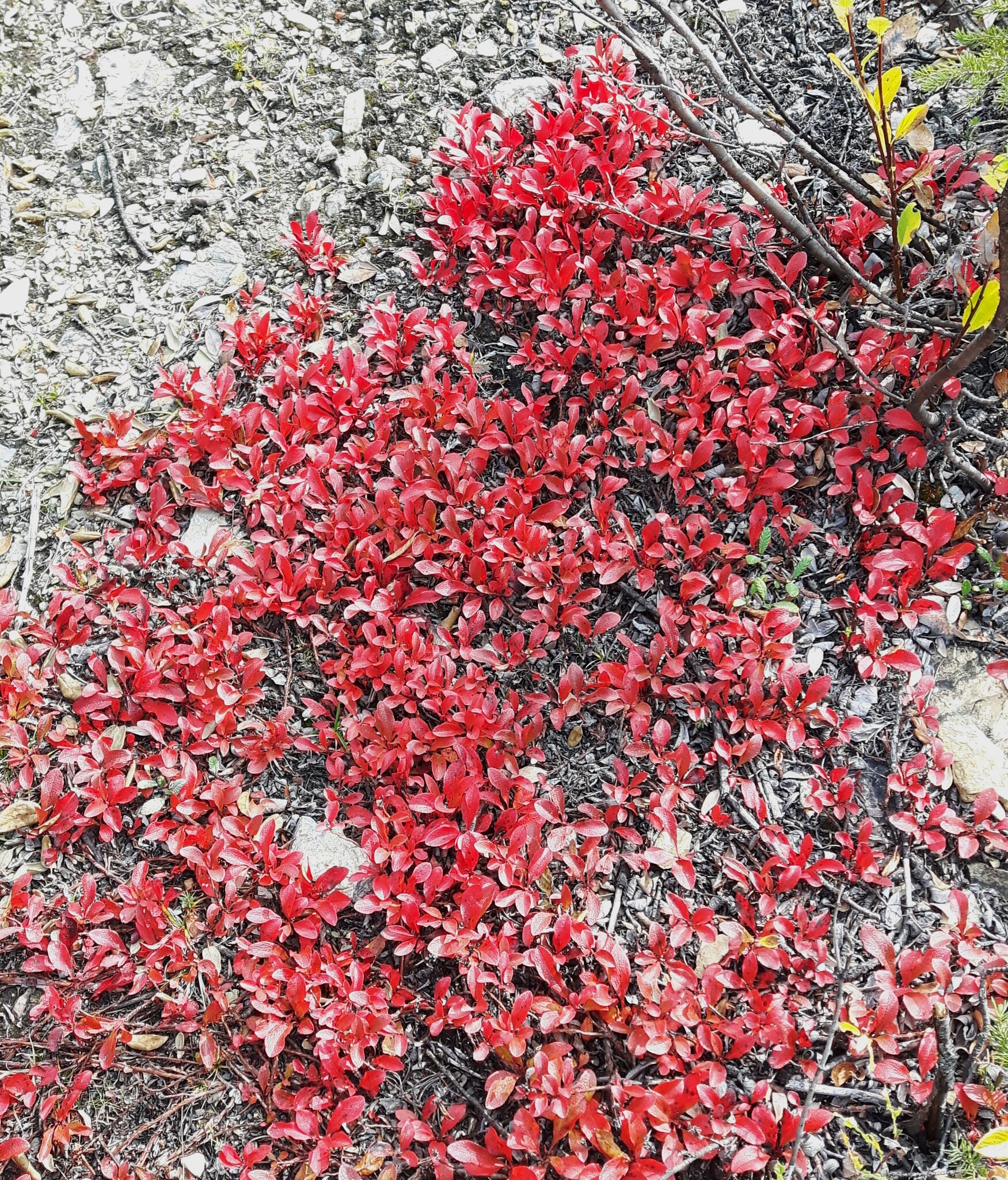 Red Bearberry (Arctous rubra)
