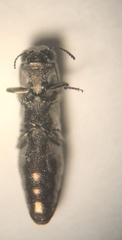 Agrilus addendus