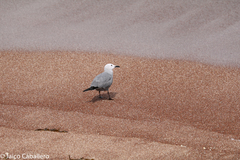 Leucophaeus modestus