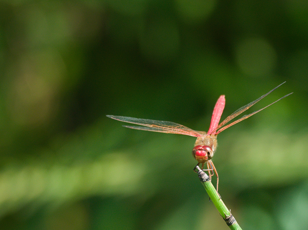Cardinal Meadowhawk