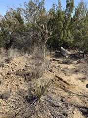 Yucca campestris