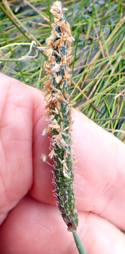 Marsh foxtail (Alopecurus geniculatus)