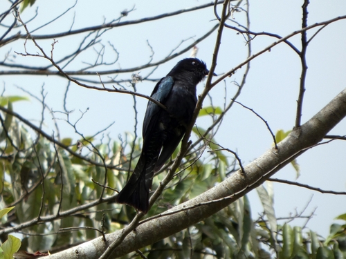 Square-tailed Drongo-Cuckoo (Surniculus lugubris), photo 6