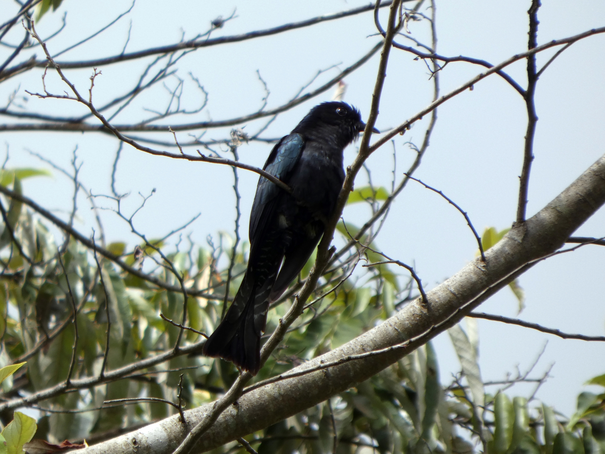 Square-tailed Drongo-Cuckoo (Surniculus lugubris), photo 7