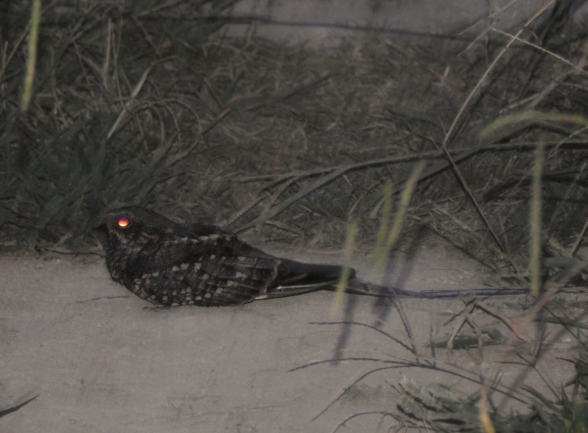 Scissor-tailed Nightjar (Hydropsalis torquata), photo 4